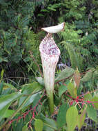 Image of tropical pitcher plants