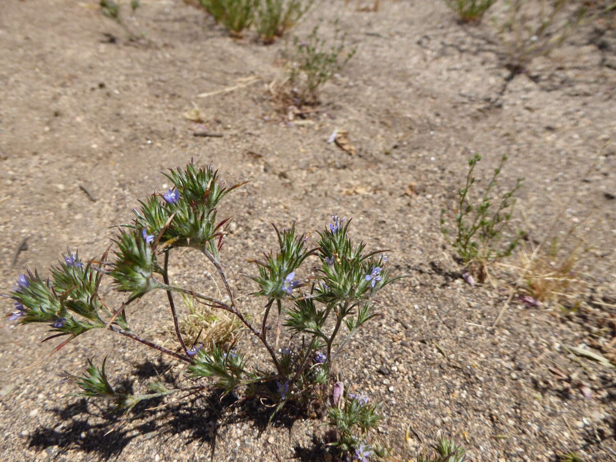 Image of lavender woollystar