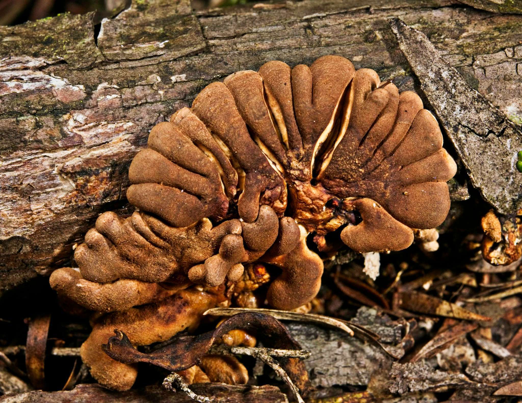 Image of Hypocreopsis amplectens T. W. May & P. R. Johnst. 2007