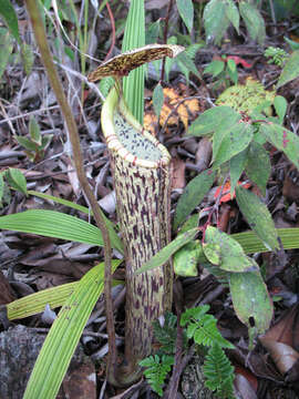 Image of Nepenthes stenophylla Mast.