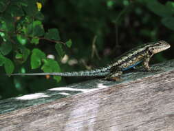 Sivun Sceloporus olivaceus Smith 1934 kuva