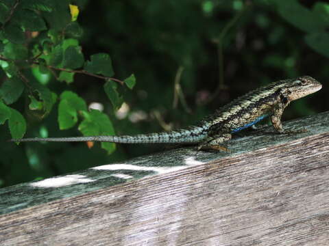 Image of Texas Spiny Lizard