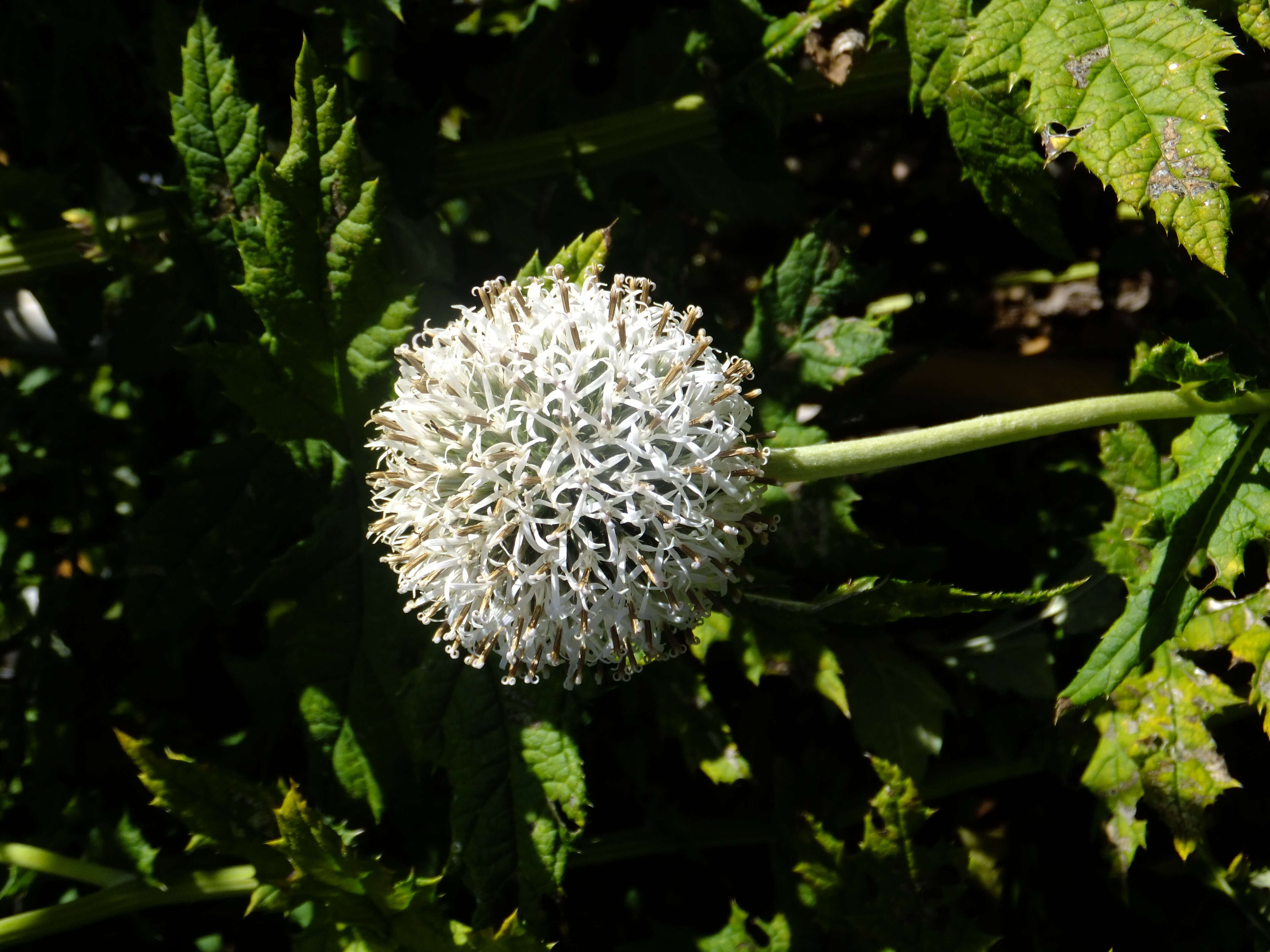 Image of tall globethistle