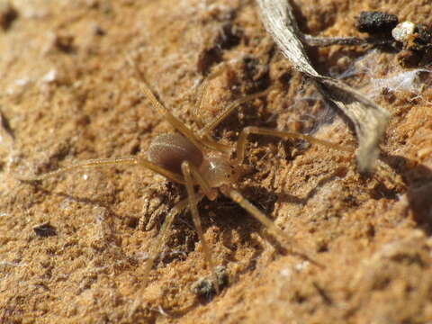 Image of Mediterranean recluse spiderman