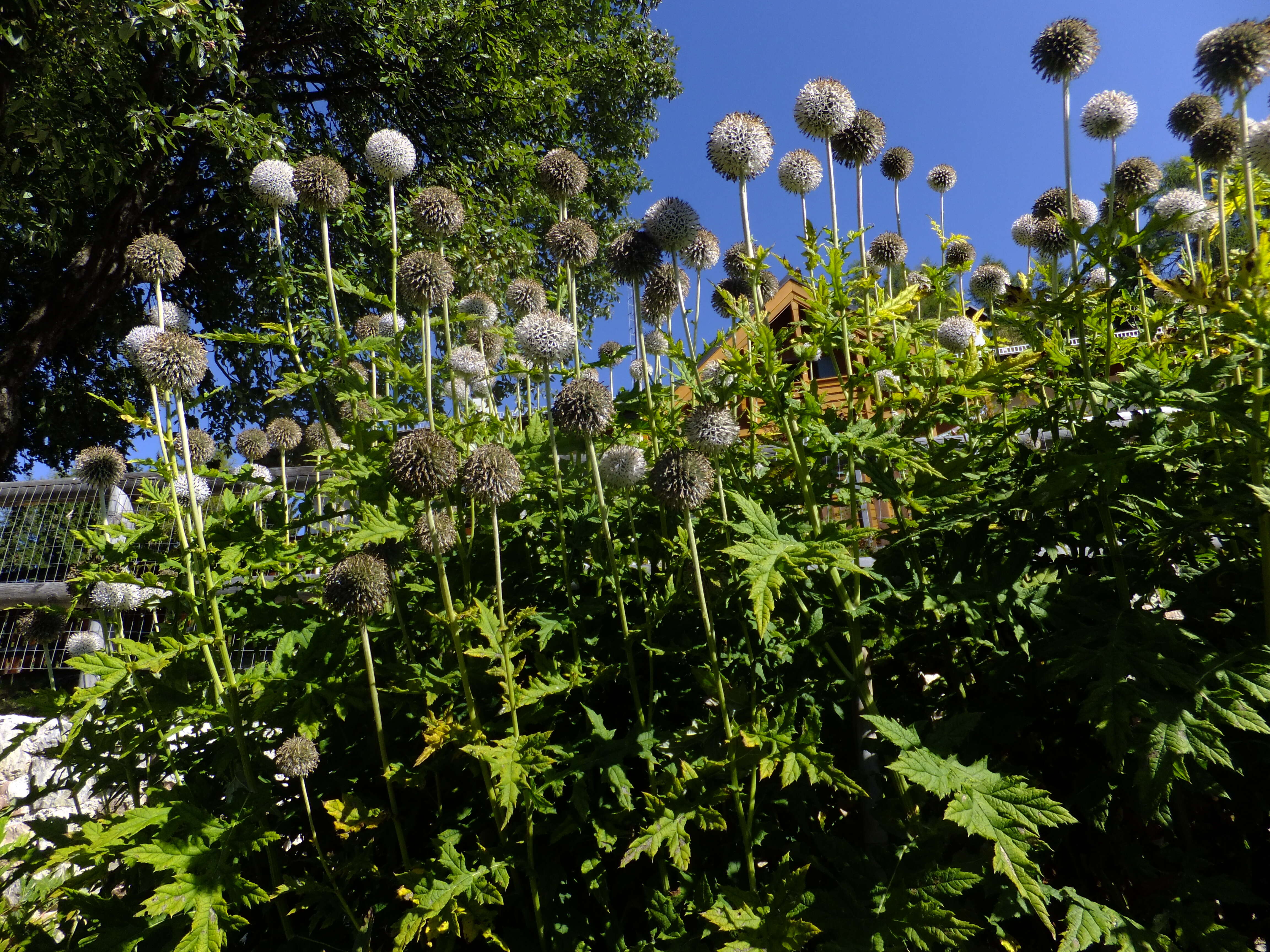 Image of tall globethistle