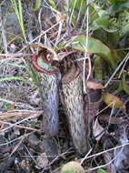 Image of Nepenthes stenophylla Mast.