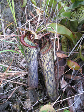 Image of Nepenthes stenophylla Mast.