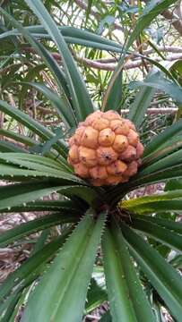 Image of Pandanus analamerensis Huynh