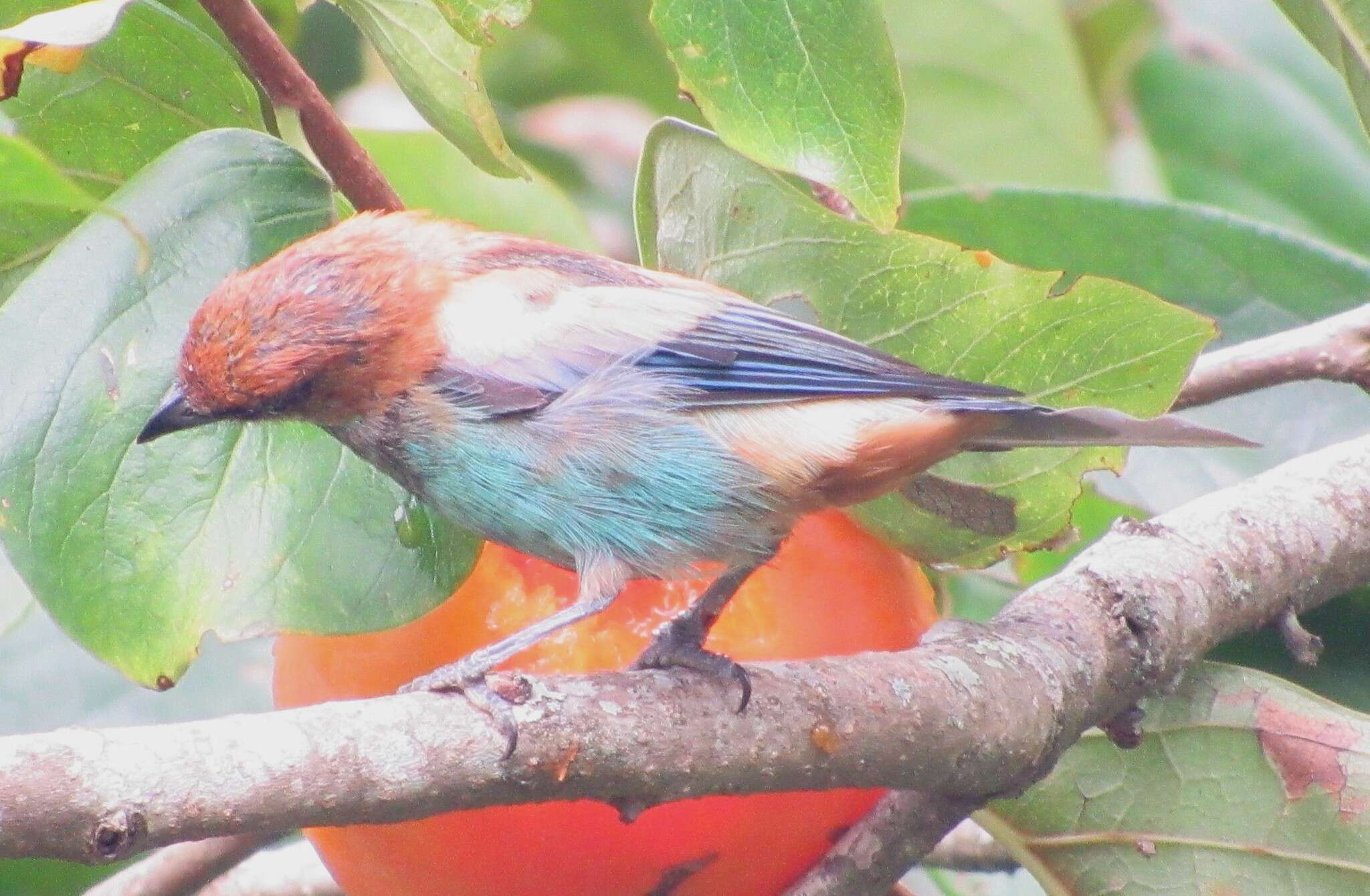 Image of Chestnut-backed Tanager