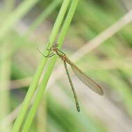 Image of Austrolestes cingulatus (Burmeister 1839)