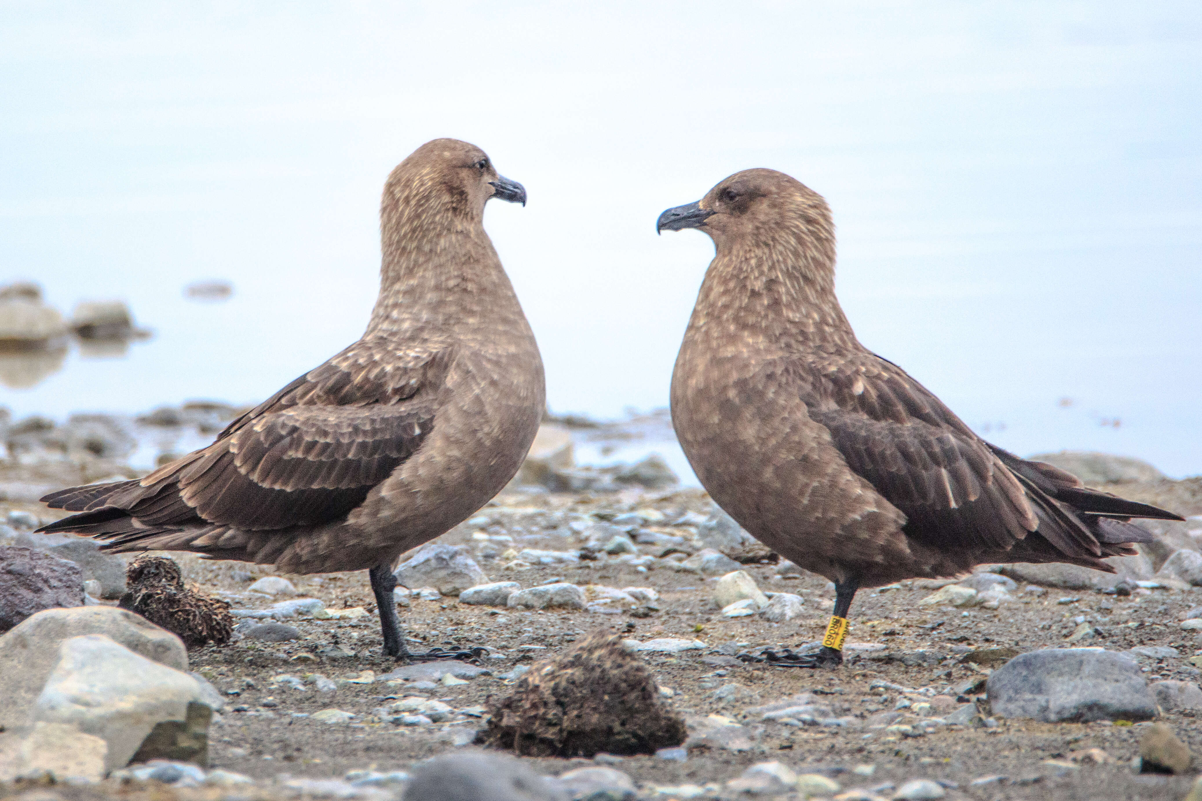 Image of Brown Skua