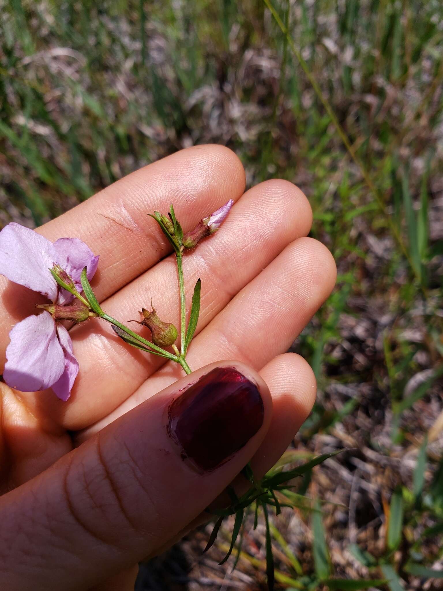 Imagem de Rhexia salicifolia Kral & Bostik