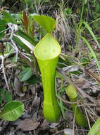 Image of Nepenthes reinwardtiana Miq.