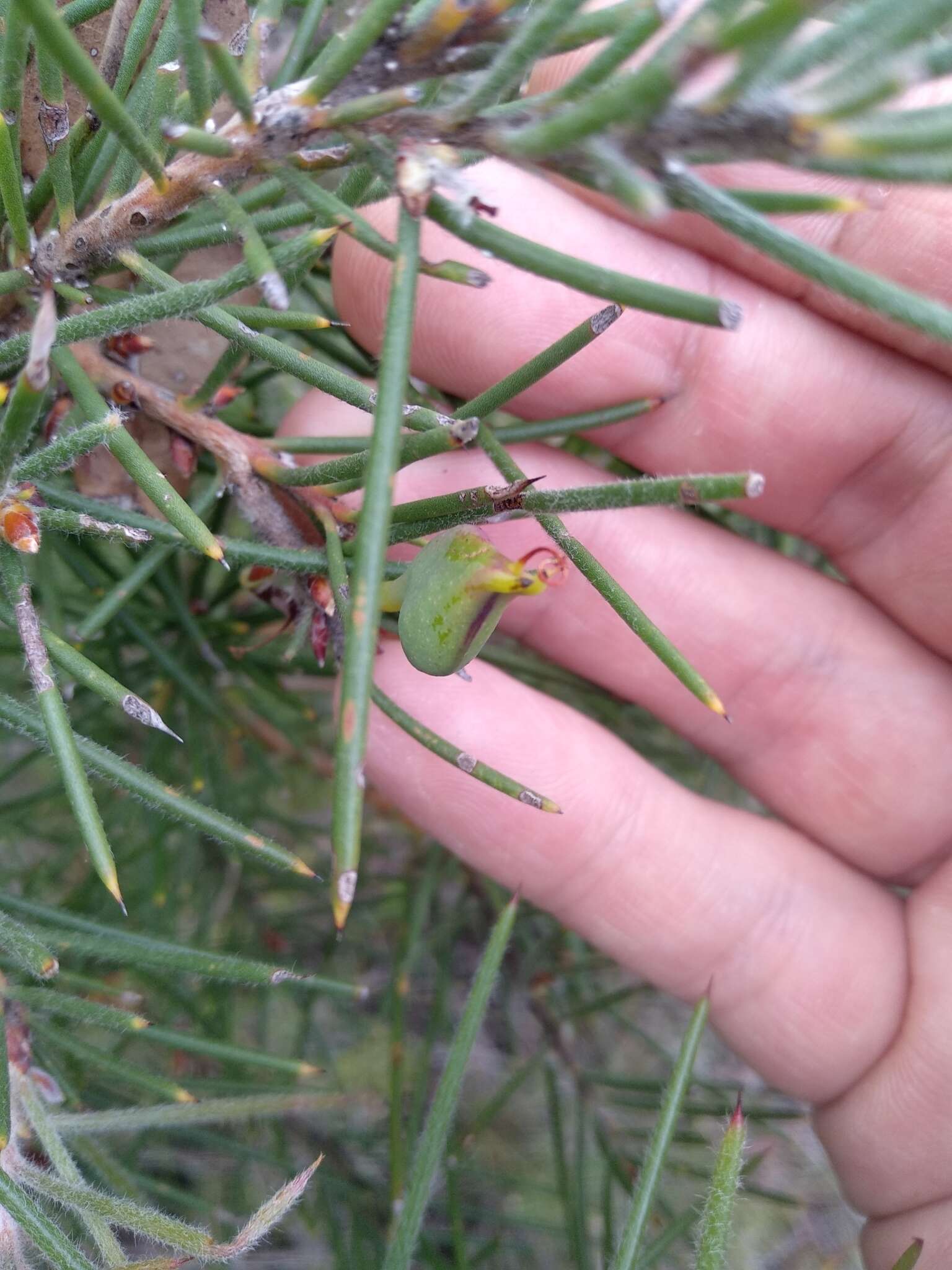 Image de Hakea gibbosa (Sm.) Cav.