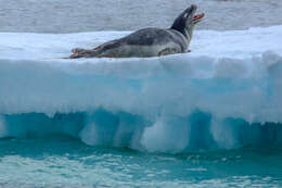 Image of leopard seal