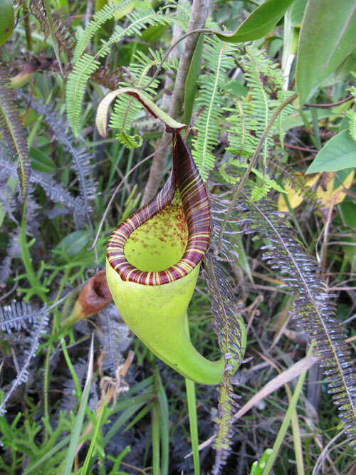 Image of Pitcher plant