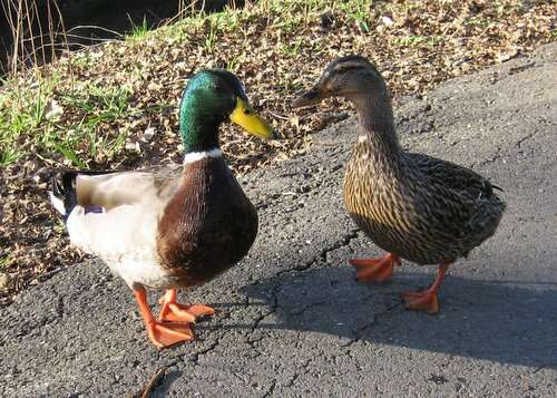 Image of Common Mallard