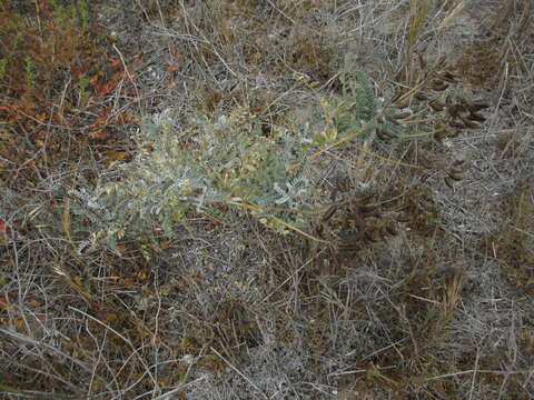 Image de Astragalus nevinii A. Gray ex Lyon