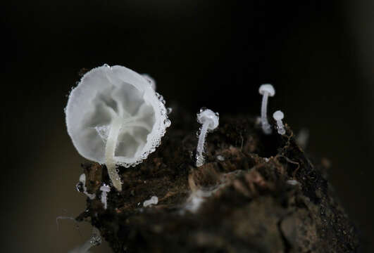 Hemimycena tortuosa (P. D. Orton) Redhead 1980 resmi