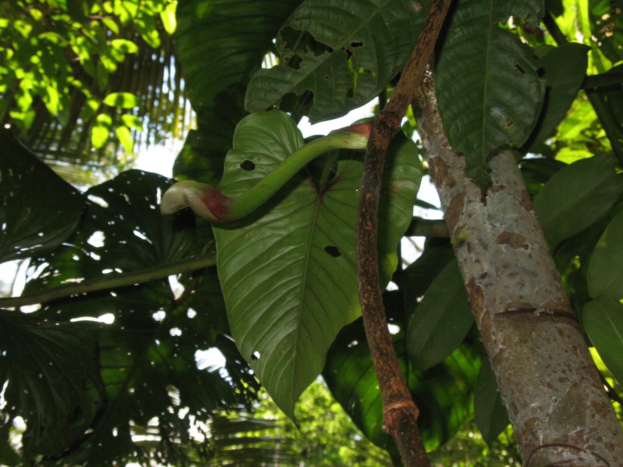 Philodendron ernestii Engl.的圖片