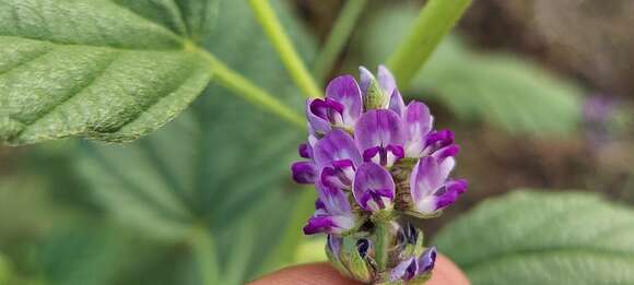 Image de Cullen corylifolium (L.) Medik.