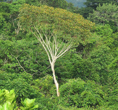 صورة Schefflera morototoni (Aubl.) Maguire, Steyerm. & Frodin