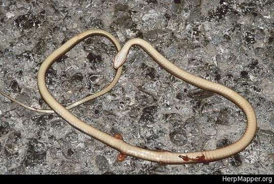 Image of Gaige's Pine Forest Snake