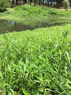 Image of alligator weed