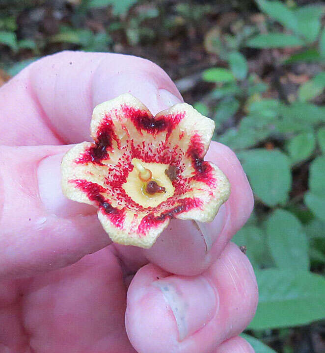 Слика од Sterculia apetala (Jacq.) Karst.