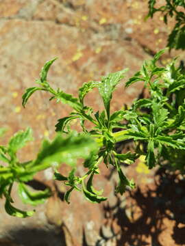 Image of Leonotis ocymifolia var. schinzii (Gürke) Iwarsson