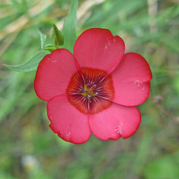 Image of flowering flax