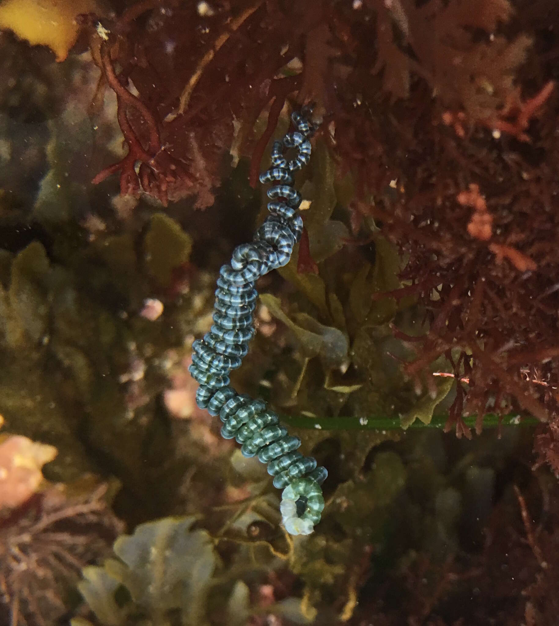 Image of Chaetomorpha spiralis