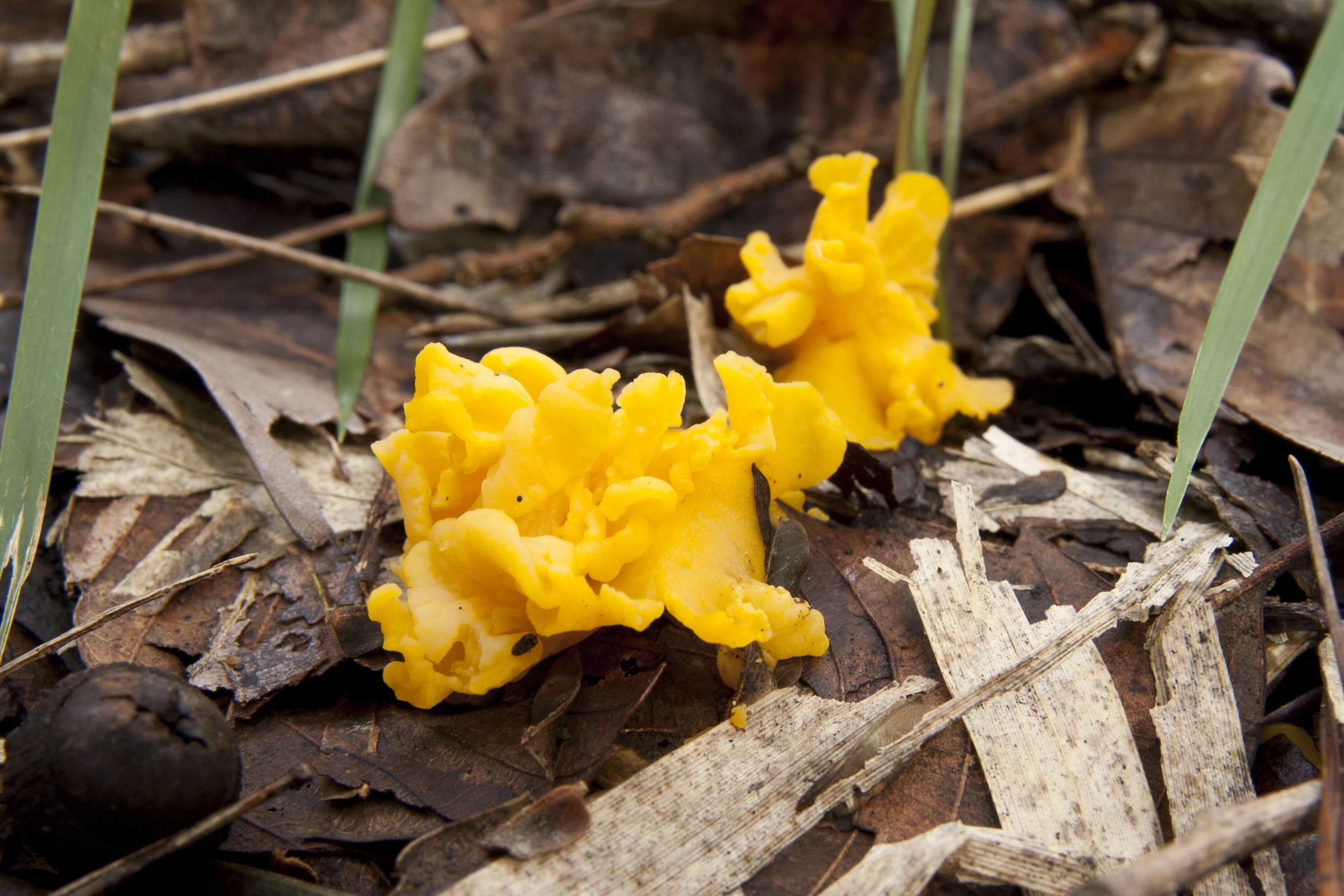 Image of Cantharellus minor Peck 1872