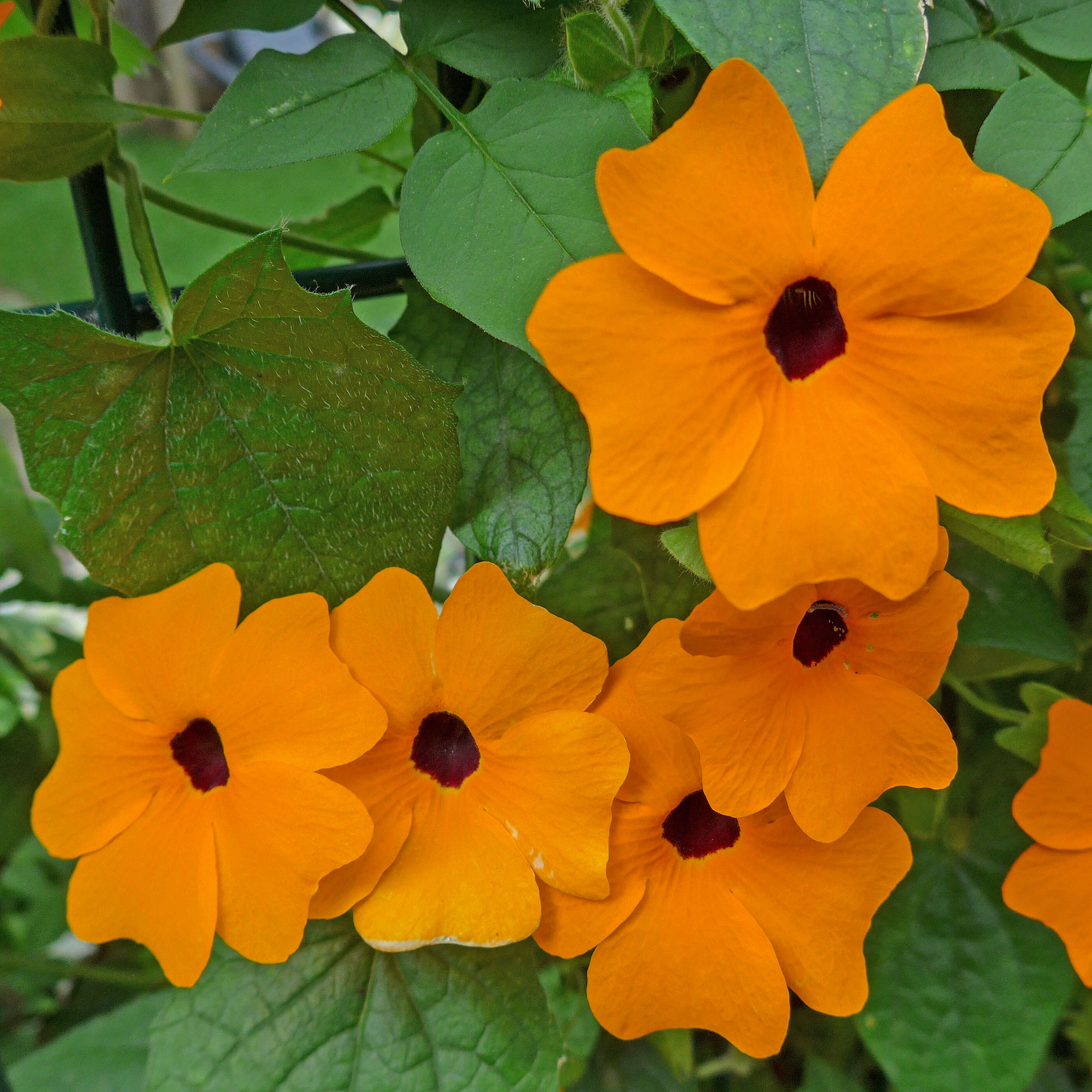 Image of blackeyed Susan vine