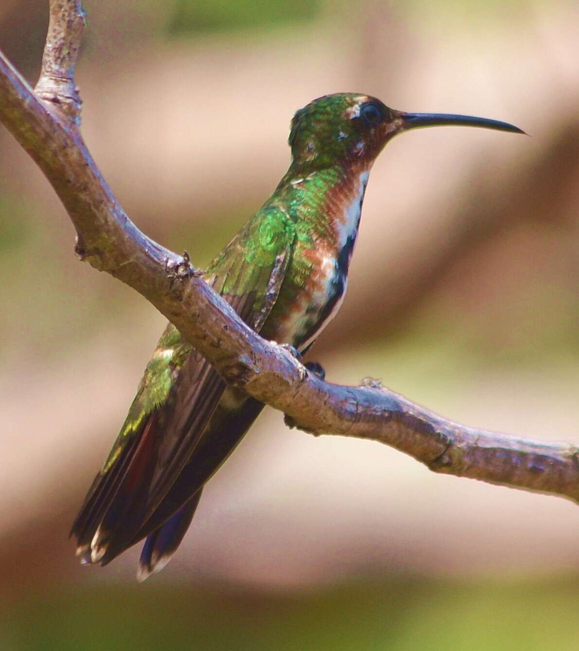 Image of Green-breasted Mango