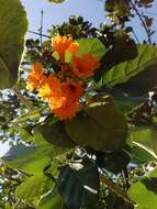 Image of Cordia dodecandra DC.