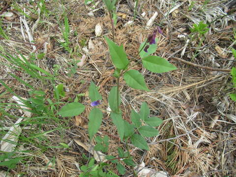 Imagem de Vicia venosa (Link) Maxim.