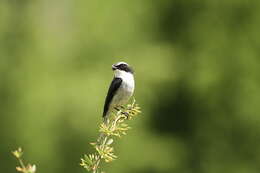 صورة Saxicola ferreus Gray, JE, Gray & GR 1847