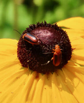 Imagem de Zonitis (Parazonitis) vittigera (Le Conte 1853)