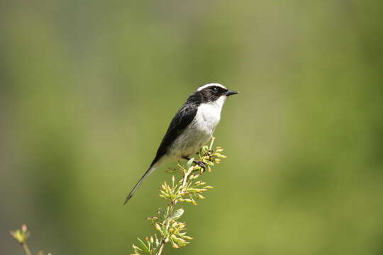 Image of Grey Bush Chat