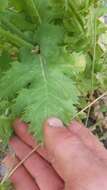 Imagem de Papaver setigerum DC.