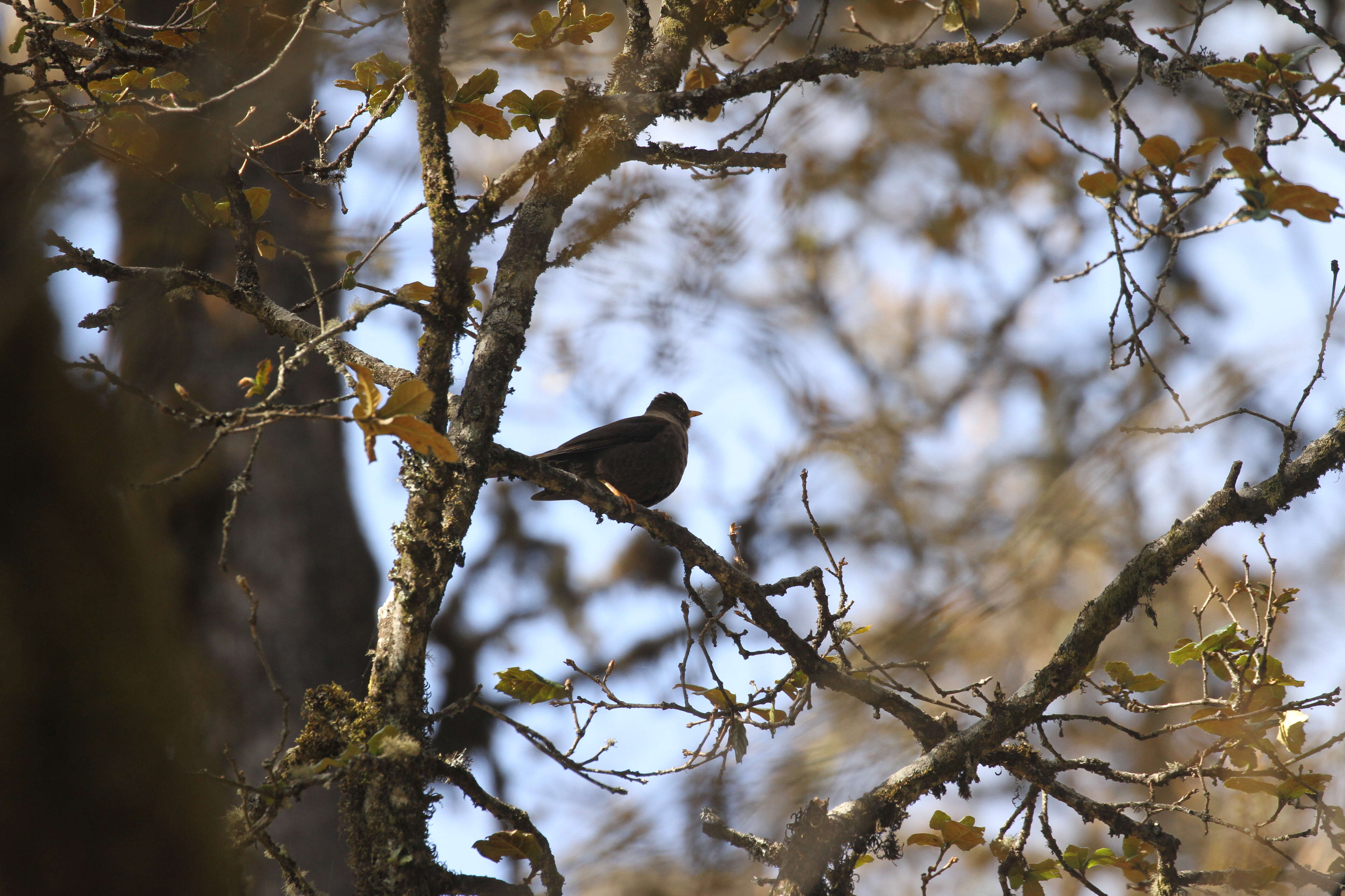 Image of White-collared Blackbird