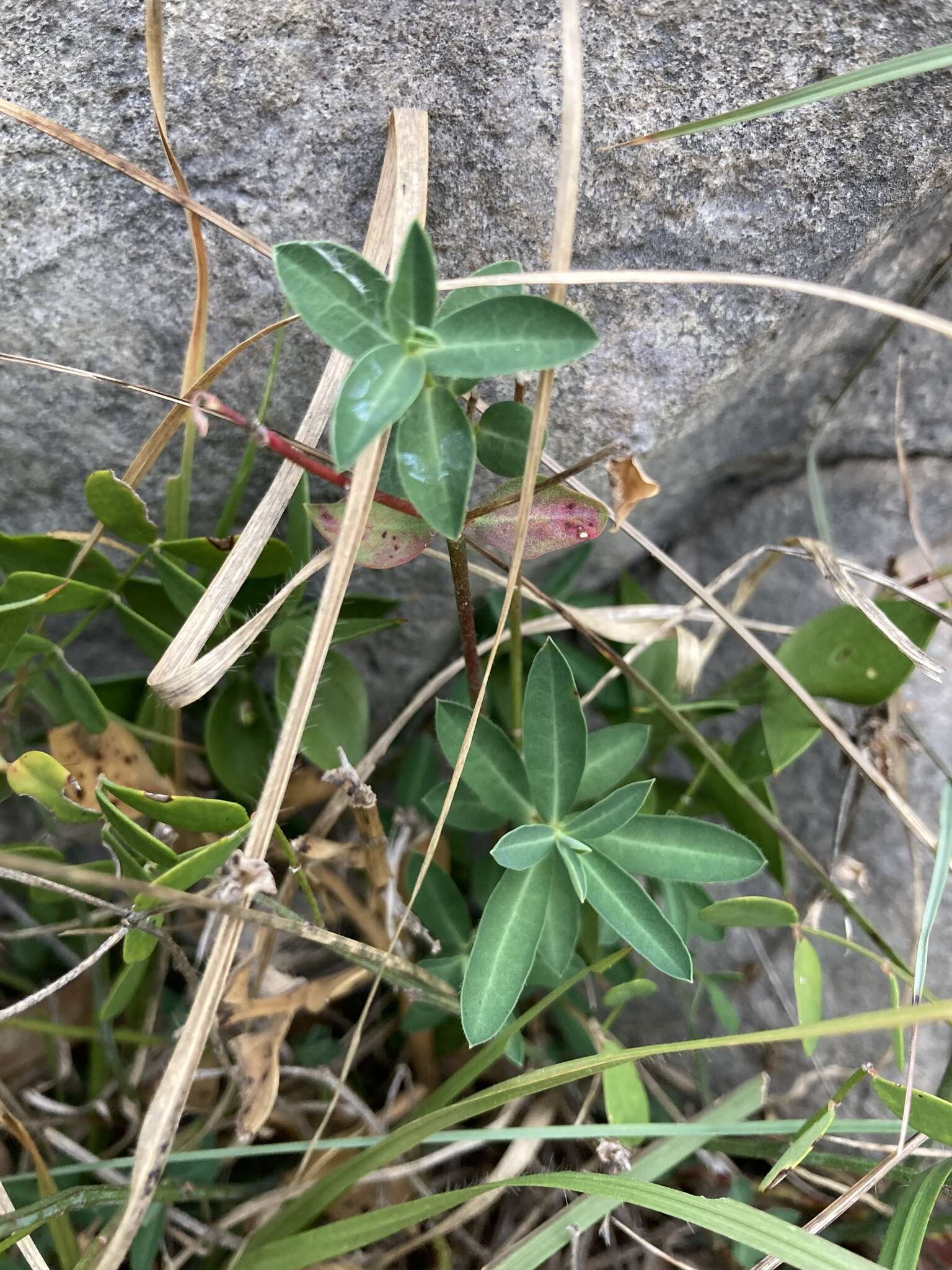 Sivun Euphorbia fragifera Jan kuva