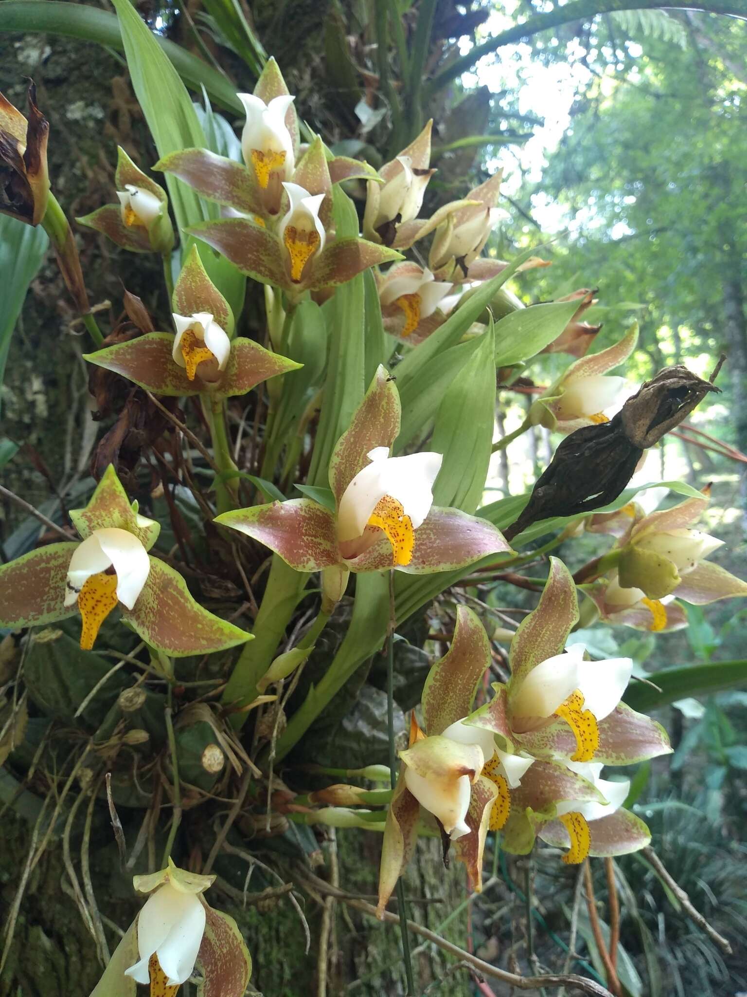 Plancia ëd Lycaste deppei (G. Lodd. ex Lindl.) Lindl.