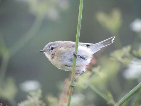 صورة Phylloscopus sindianus lorenzii (Lorenz & T 1887)