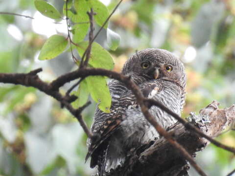 Image of Jungle Owlet