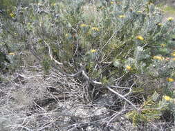 Image de Leucospermum tomentosum (Thunb.) R. Br.