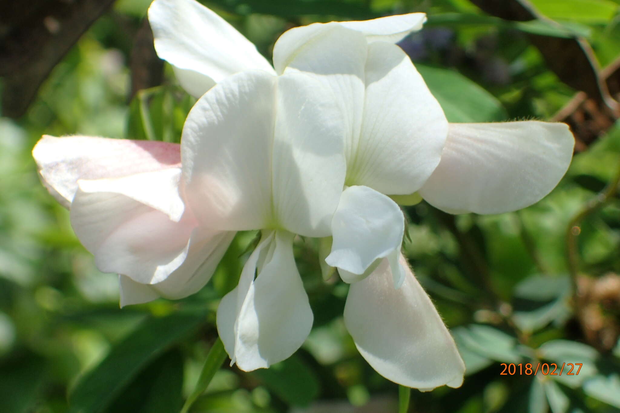 Image of Tephrosia inandensis H. M. L. Forbes