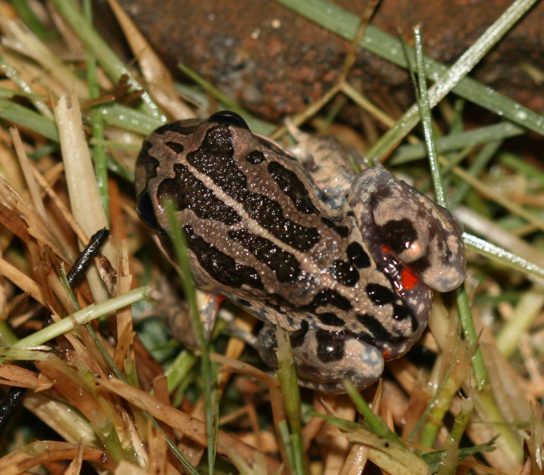 Image of Banjo Frog