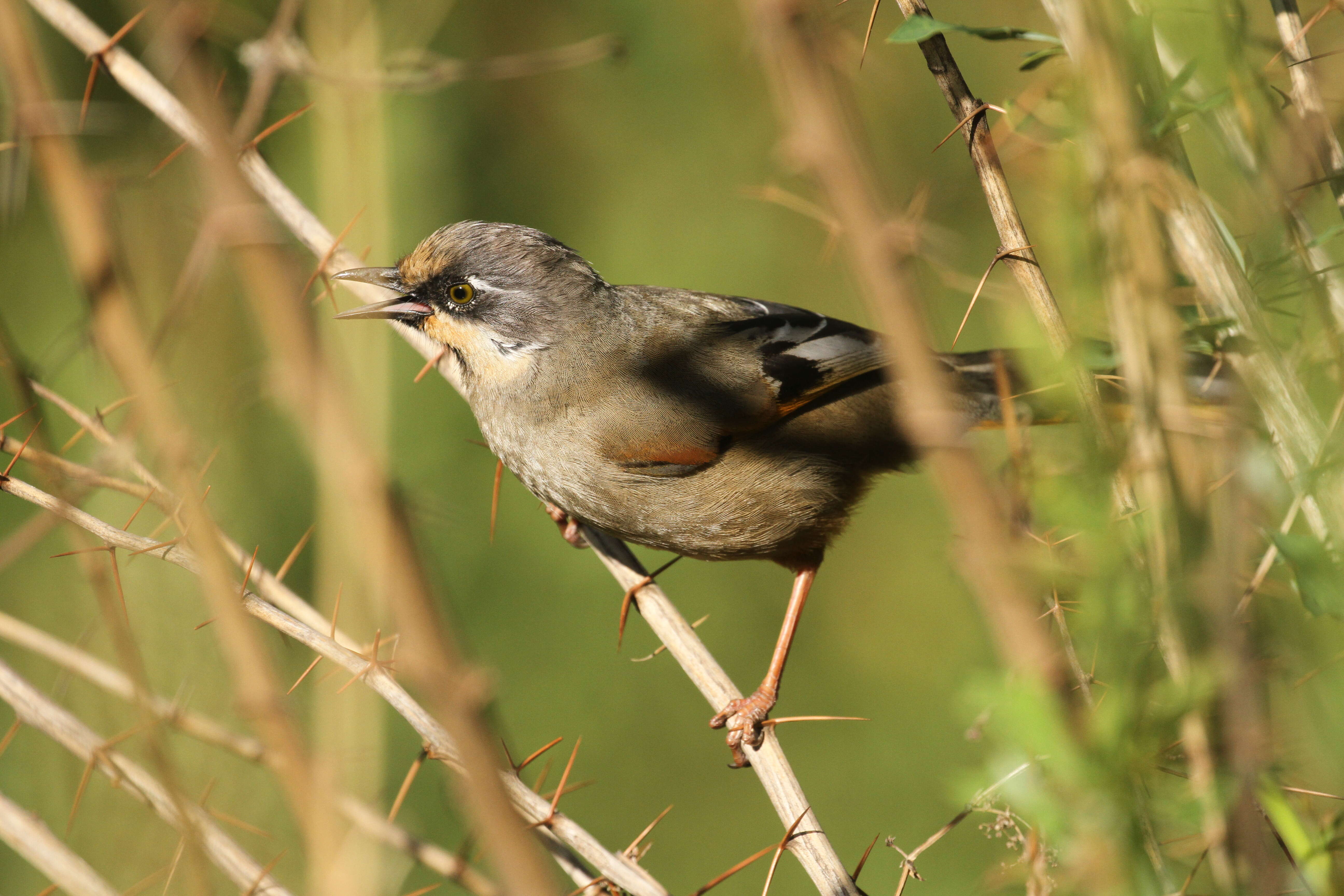 Image of Variegated Laughingthrush